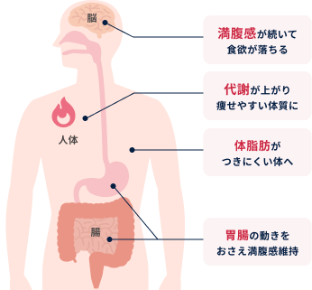 GLP-1の作用