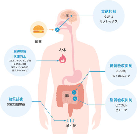 ダイエット薬の５つの機序